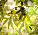 decotto foglie di olivo ricetta