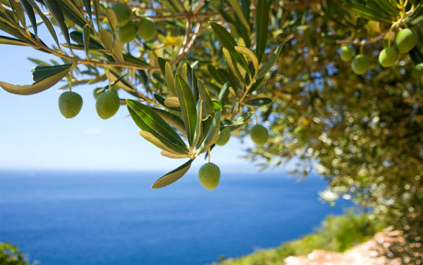 infuso olivo foglie